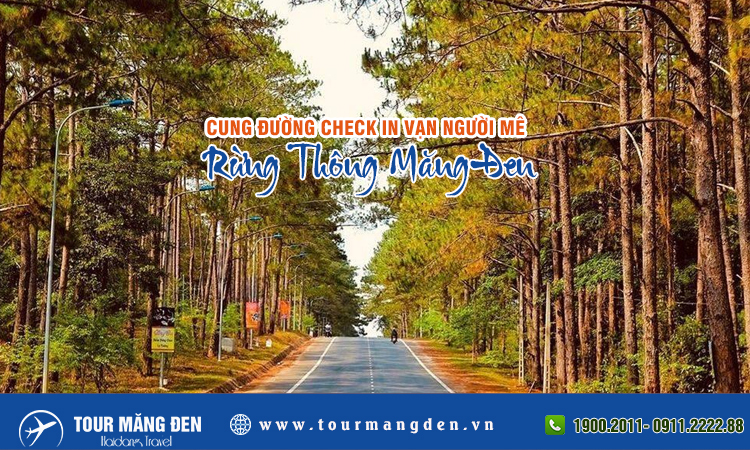Đồi Thông Măng Đen - Rừng thông săn mây