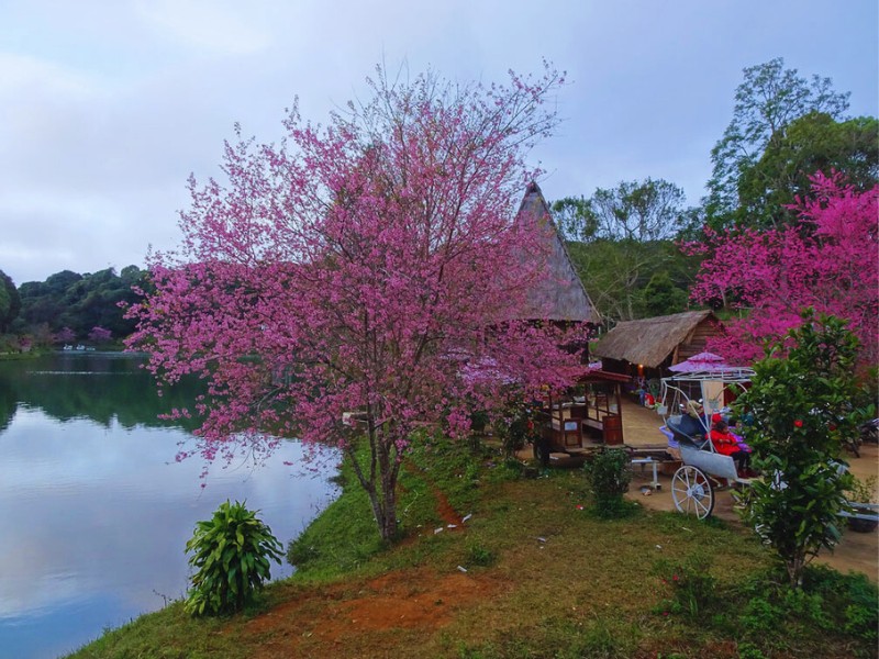 Lễ hội hoa đào bên hồ Đăk Ke Măng Đen